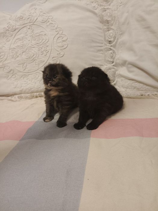 Шотландские веслоухие котята