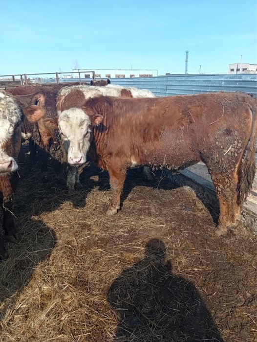 Бұқалар сатылады