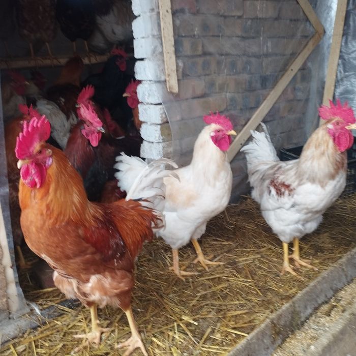 Продам куры домашние