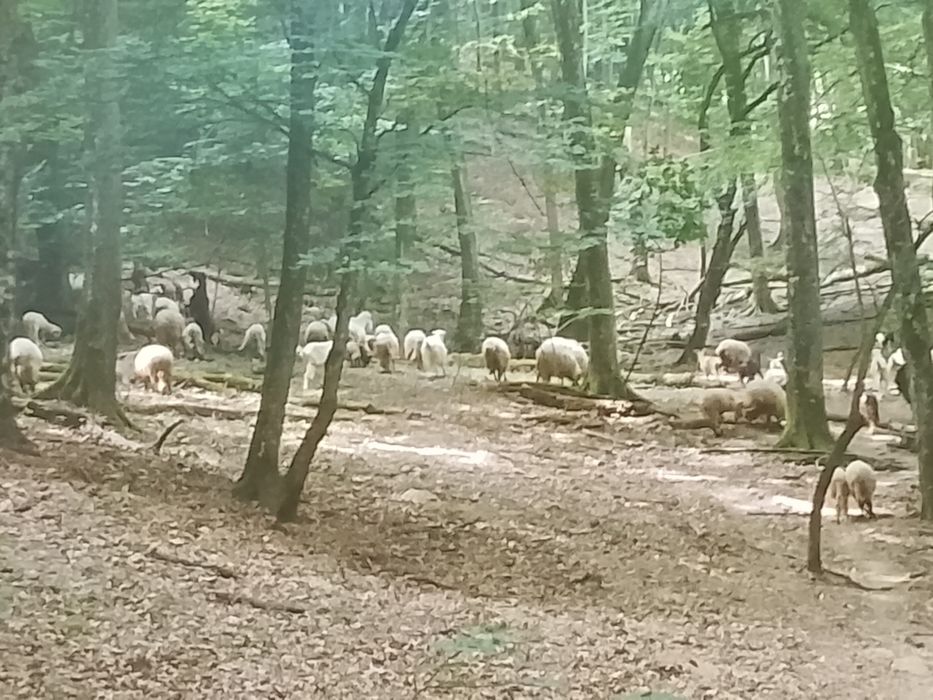 Vând oi și capre