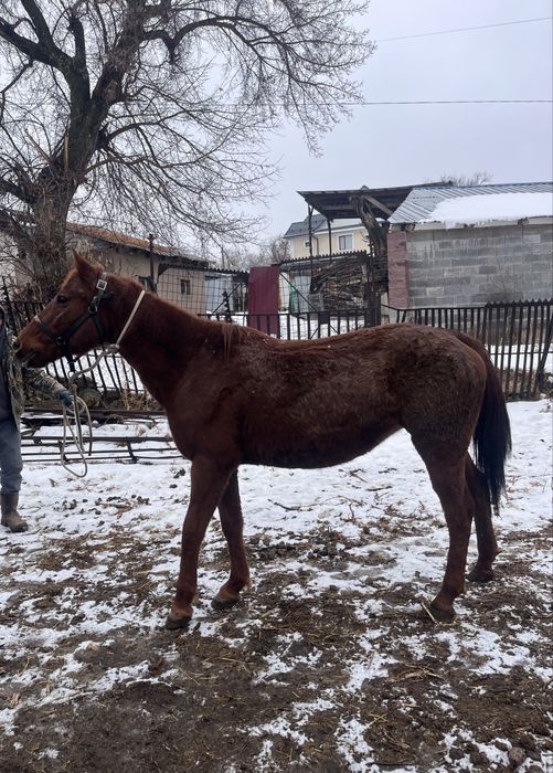 Срочно продается чистокровная кобыла