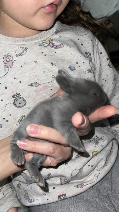 Декоративный кролик