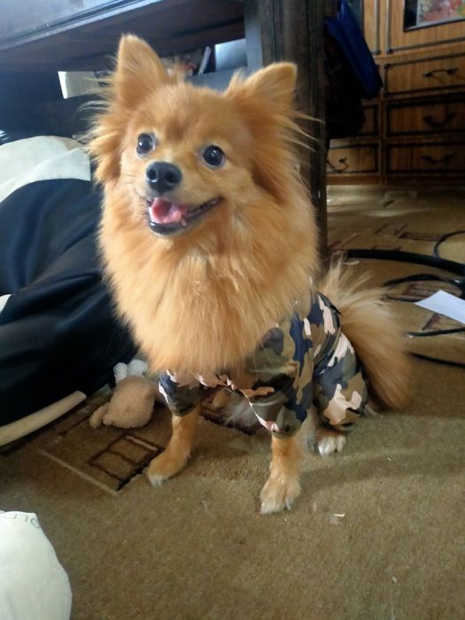 Костюмчики для собак