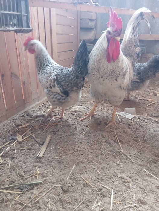 Barkovski toviqlarini tuxumlariga zakaz olamiz 15 mindan