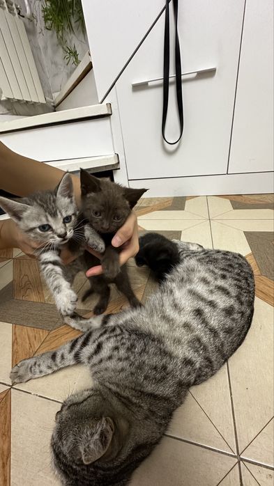 Отдам даром котят