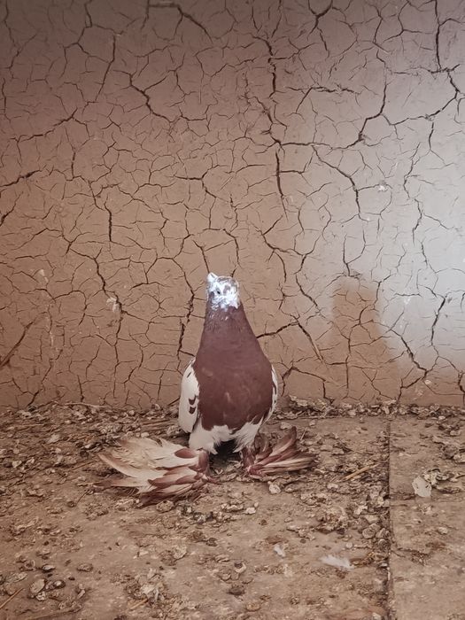 Продам голубы Срочно