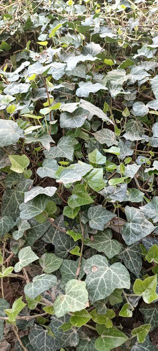 Поюш вечнозелёный