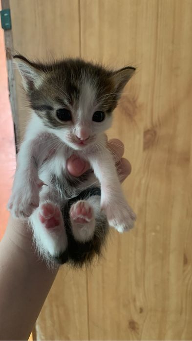 котенок 2 месяца,мальчик