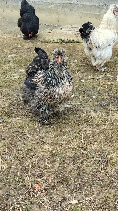 Vind oua pentru incubat 12 lei bucata