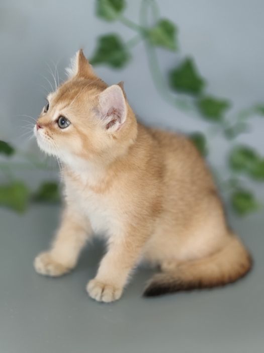 Котята Алматы Шиншиллята
