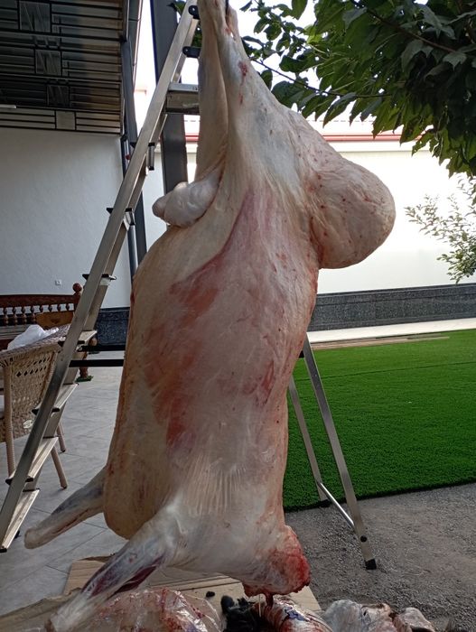 Qassob service hizmati