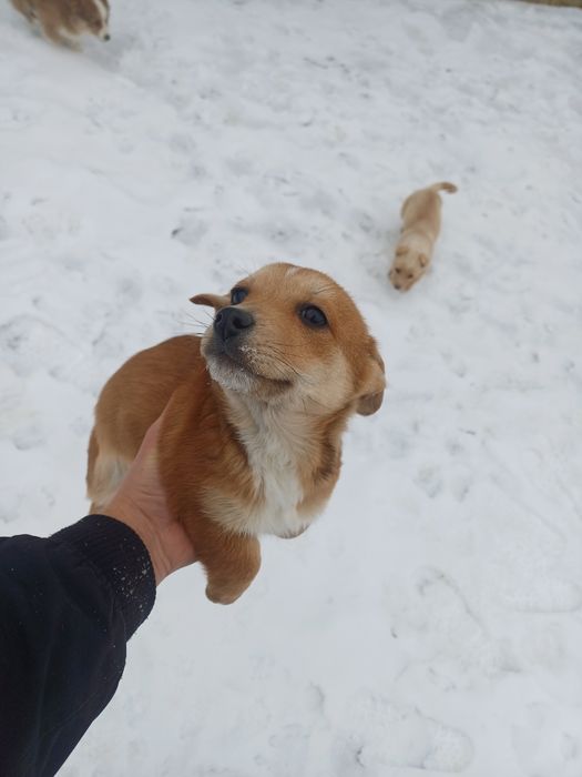 Donez caini metiși pechinez