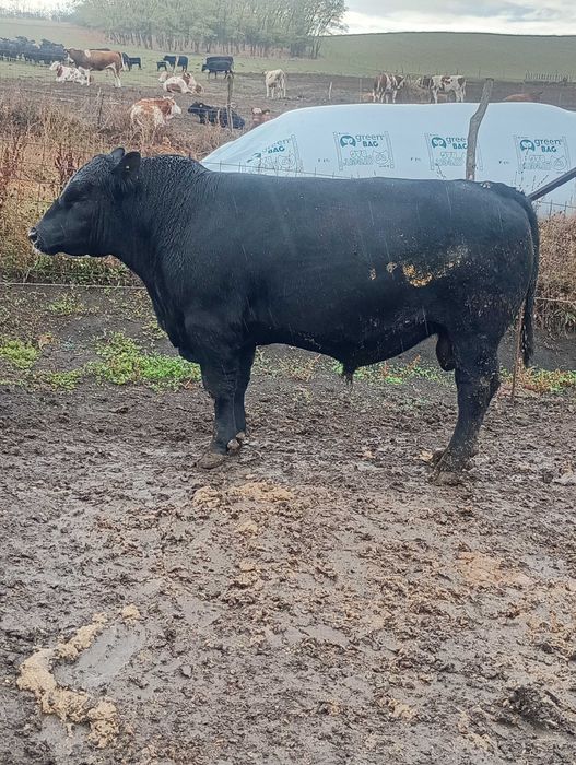 Vând Tauri angus pentru reproducție