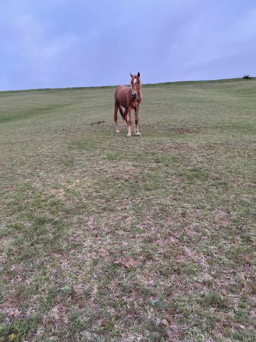 Лошадь құнажын 2,7 жасар