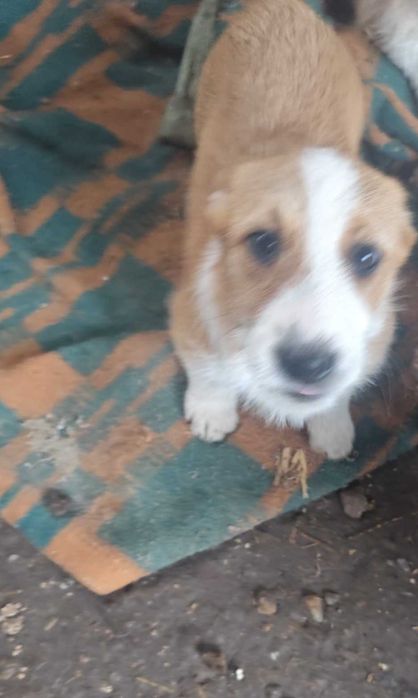 Donez cățelușe  metișe