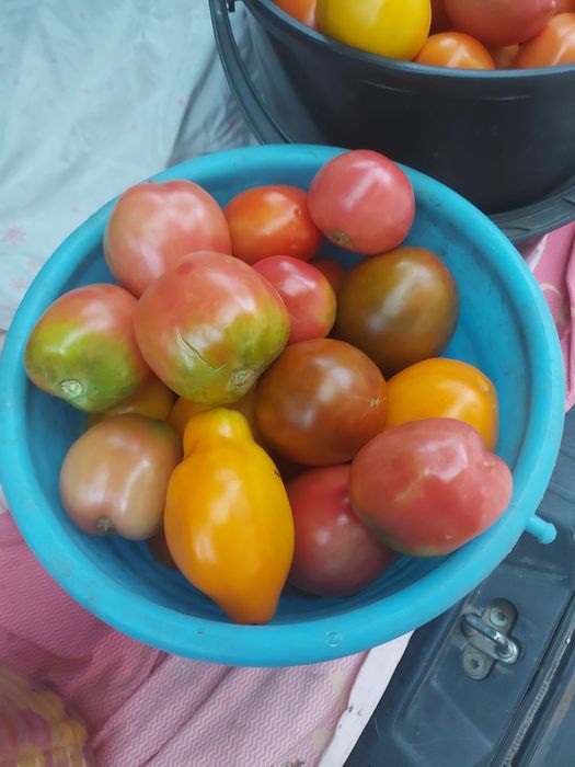 Свежие домашние помидоры
Продам с
