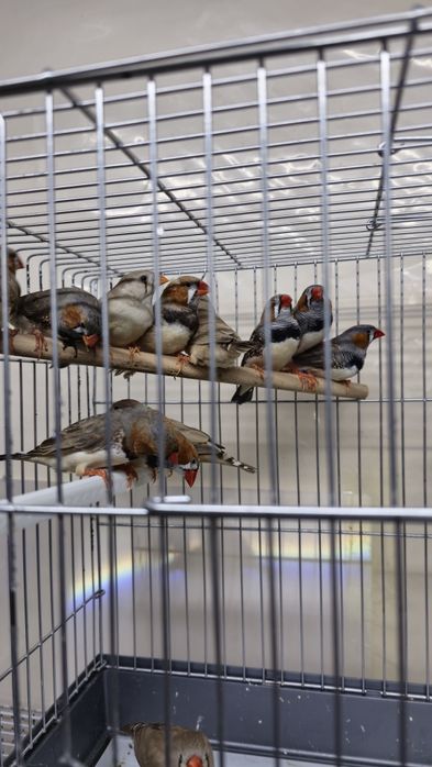 В продаже есть амадины зебровые
