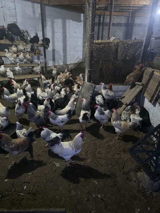 Тауықтар сатылады