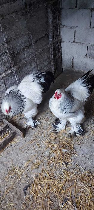 Brahma herminat deschis 2025