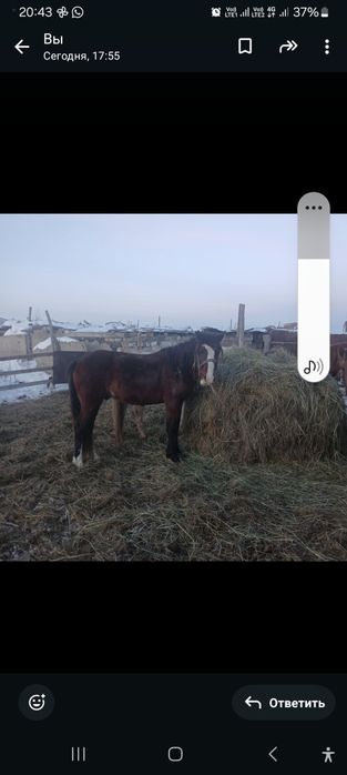 Айгыр сатам или обмен