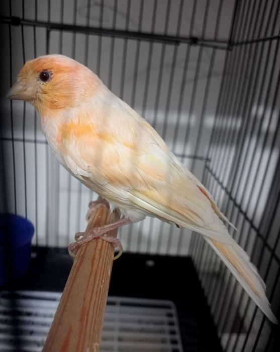 Kanareka moda bez petno sotladi