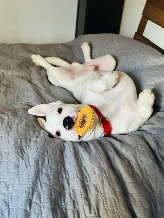 Pet sitter cu experienta  Bucuresti