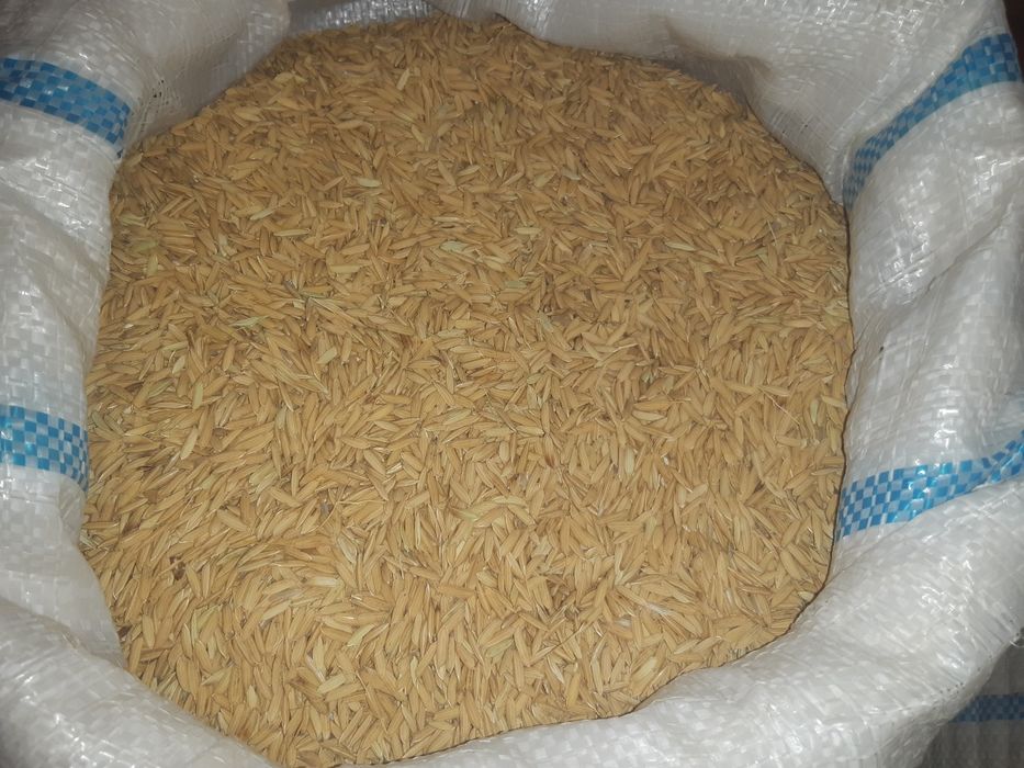 Lazer urug'i sotiladi