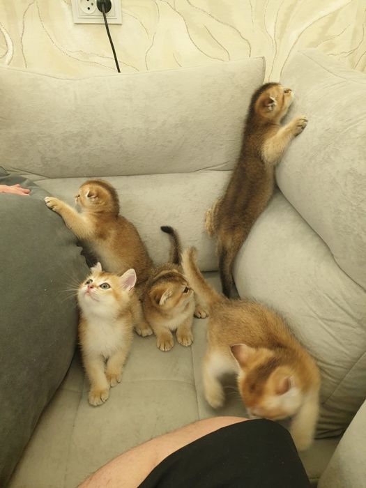 Чистакровная шиншилла  мушукчалар  обученые к лотку кушають супер