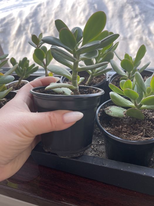 Продам цветы