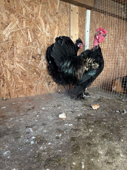 Gaini pitice schimb sau vind