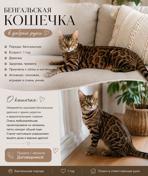 Бенгальская кошка