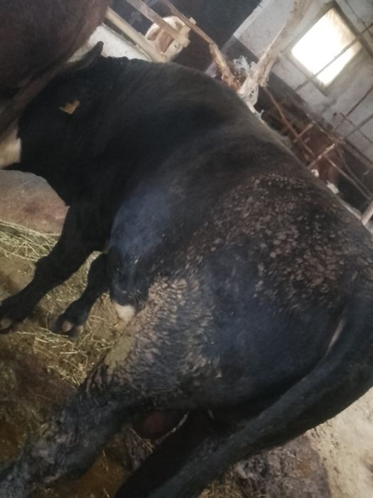 Vând 2 taurii cu greutatea de 550 kg dau și la schimb pe vacii de ținut