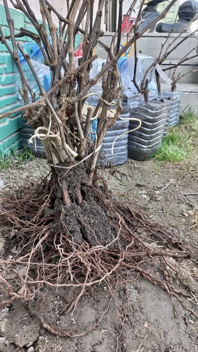 Саженцы винограда