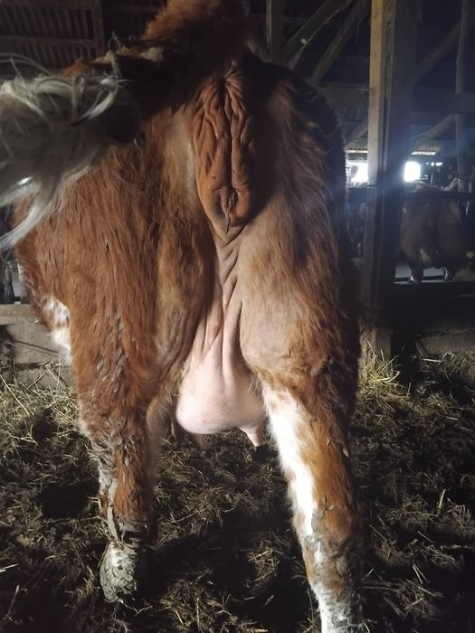 Vanzare vaci inf la telefon