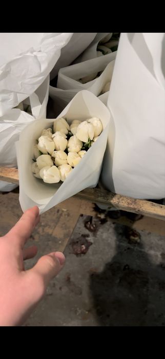 Голландские Тюльпаны