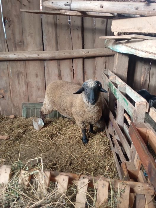Vând sau schimb berbec metis sulfok