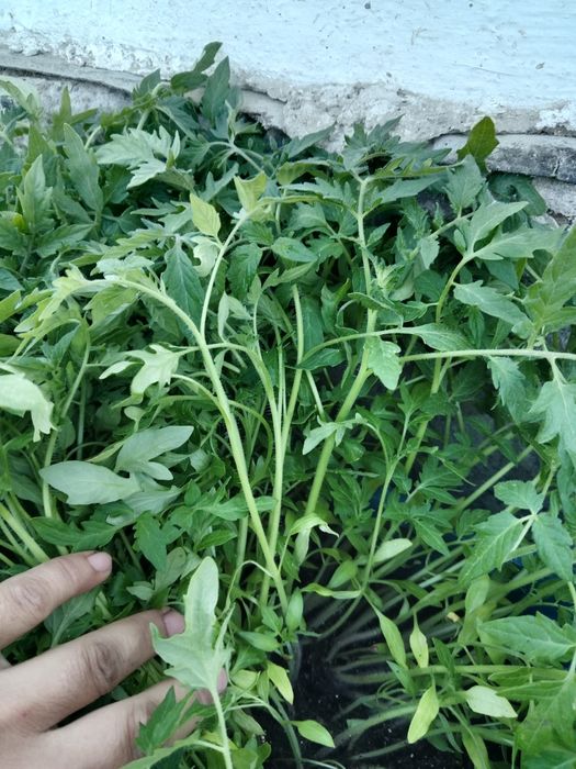 Рассада көшет помидор розовый