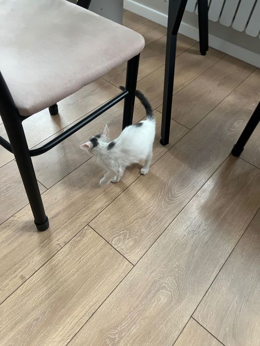 Котенок самец белого цвета