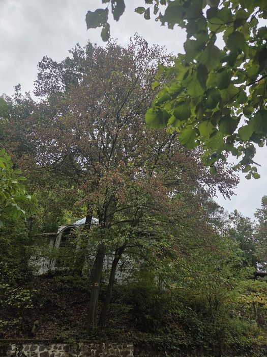 Рязане и кастрене на опасни дървета