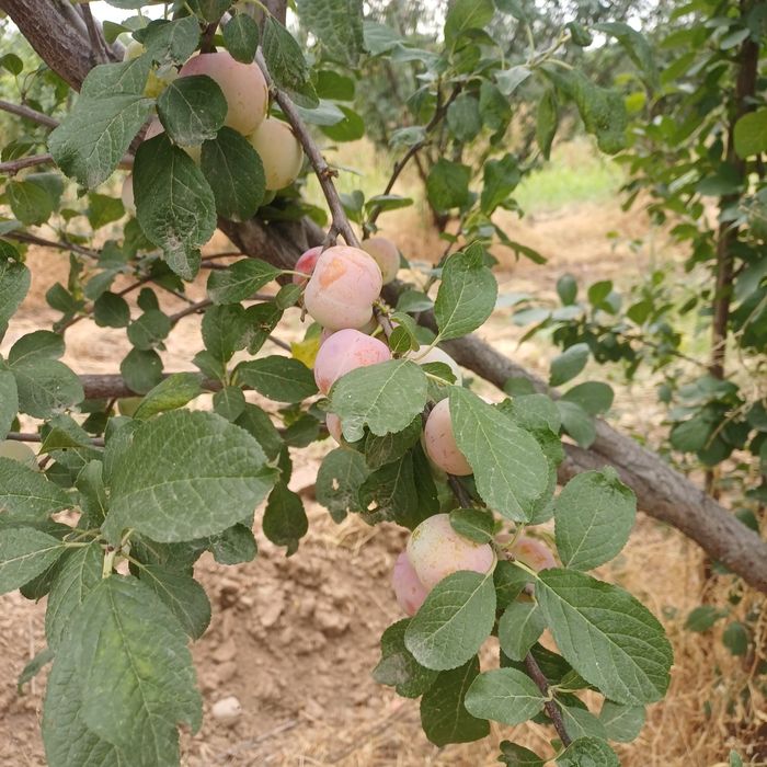 Продам яблоки конфетовка и сливу .