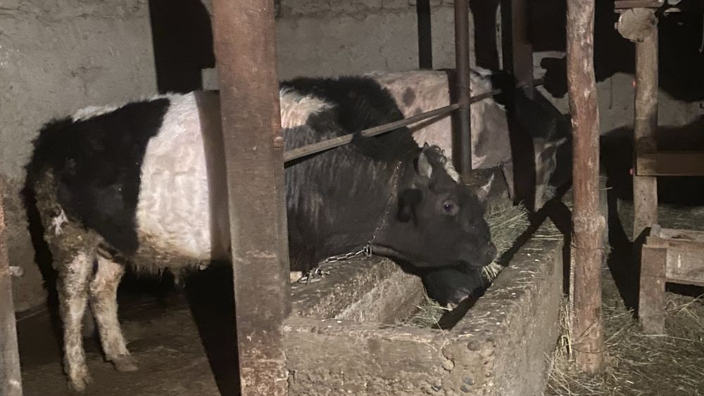 16 бас 1,5 - 2 жасарлар сатылады