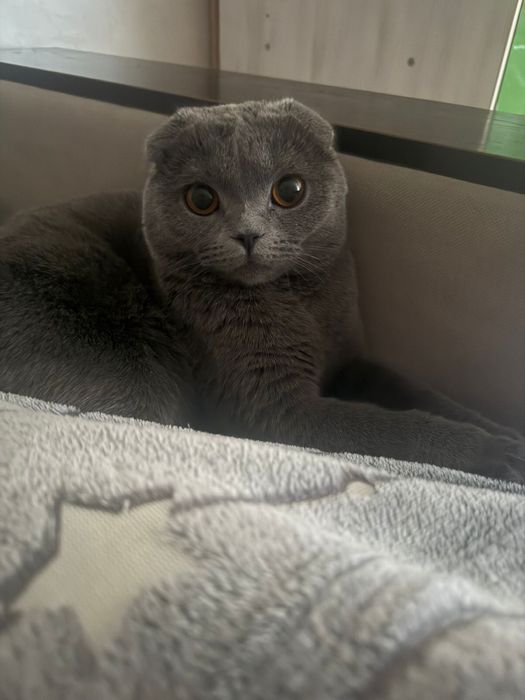 У кошки началась течка