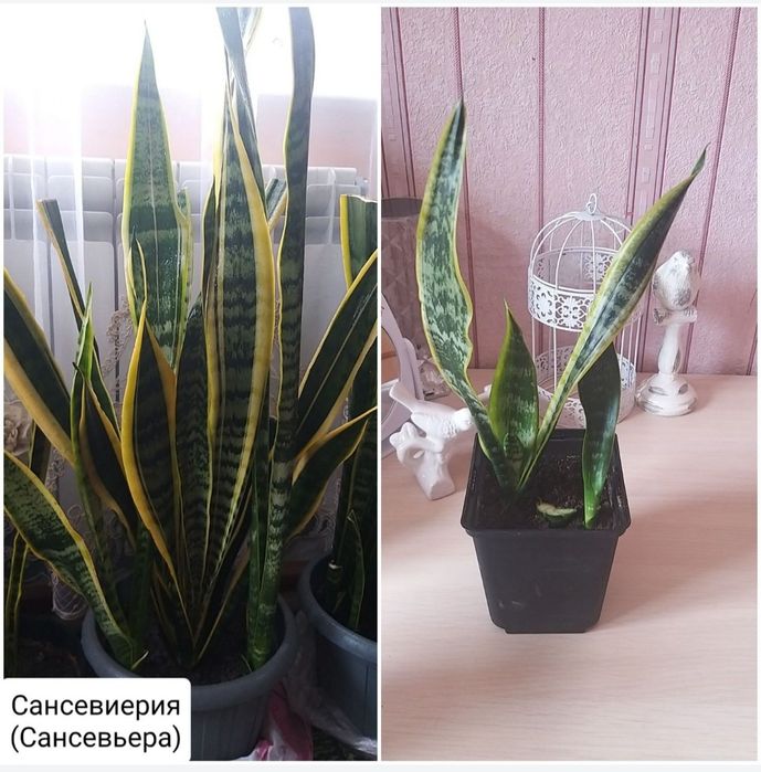 Комнатные цветы.Долларовое дерево.