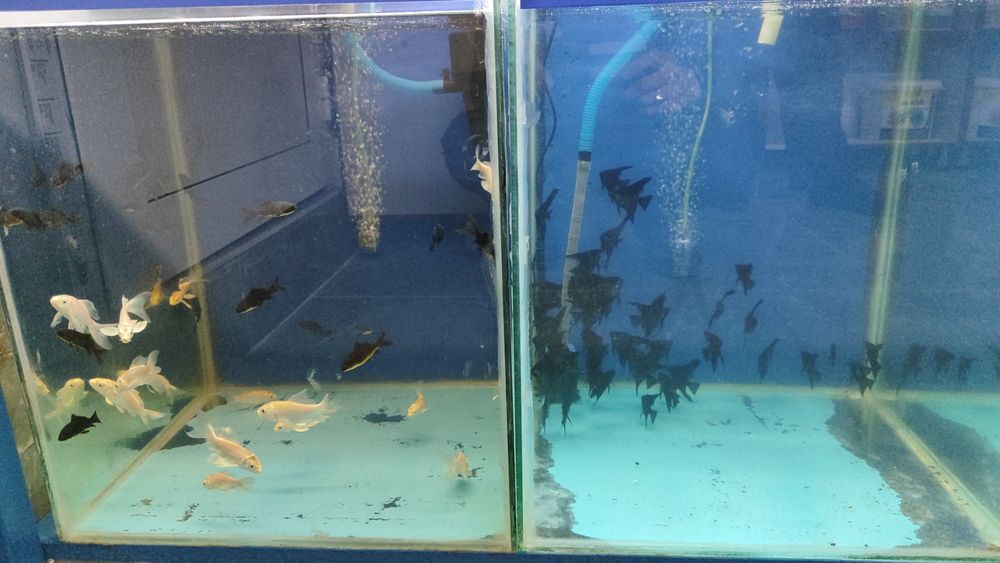 Аквариумные рыбки