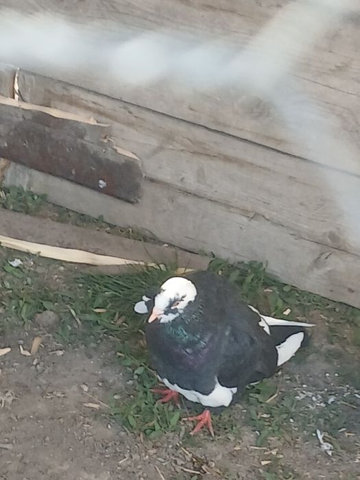 Schimb cu infoieti sau creti