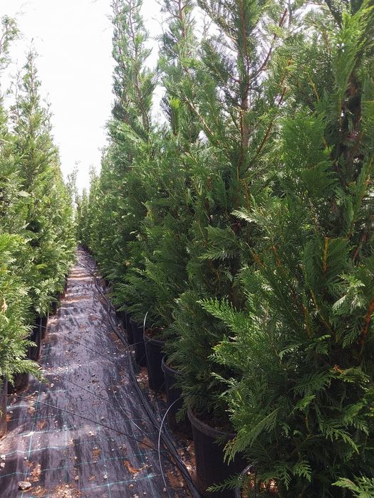 Thuia leilandi   chiparos la comanda