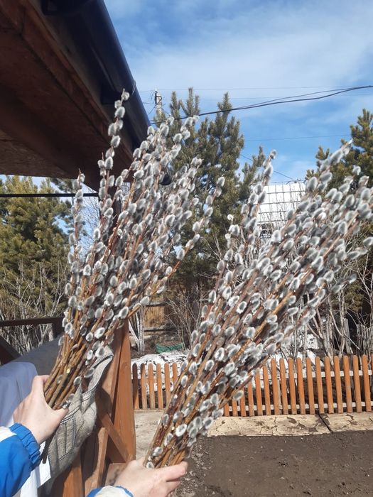Продам вербу пушистую.