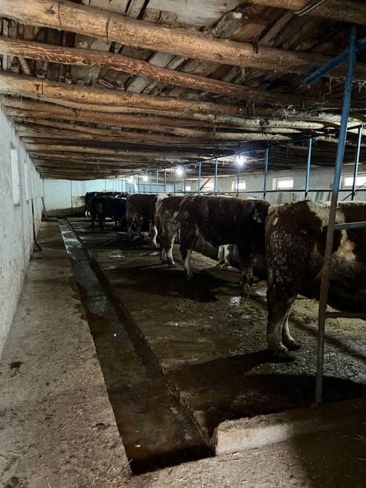 FERMA SOTILADI Qibray Arg’inda