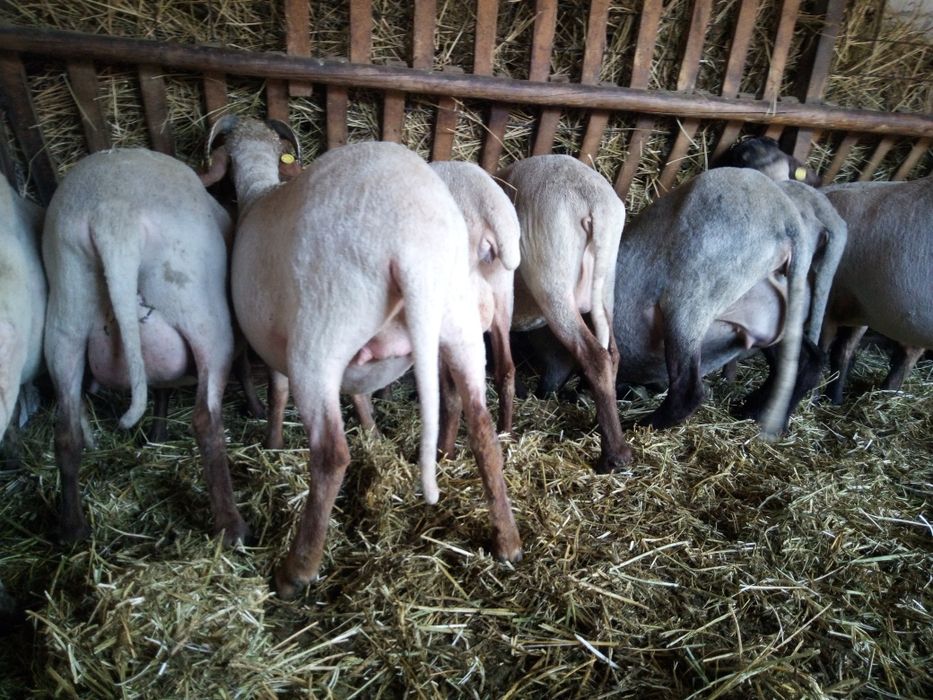 Oi tinere de vânzare