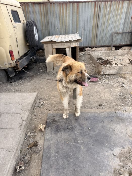 Отдам даром в хорошие руки